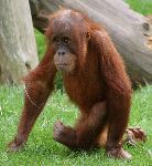 Baby Orangutan Walking