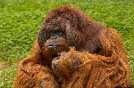 Orangután De Borneo Con Pelaje Muy Largo