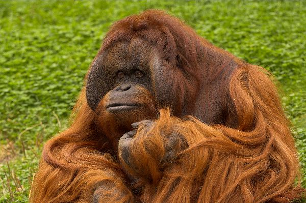 Orangutan_de_Borneo_con_pelaje_muy_largo_600