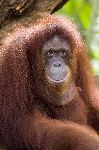 Close Up Portrait Of Female Orangutan