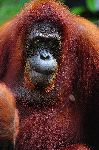 Hembra De Orangután De Sumatra