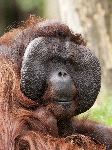 Macho De Orangután De Borneo