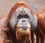 Male Borneo Orangutan Face