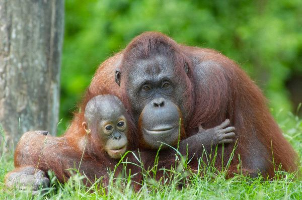Mother Orangutan With Her Cute Baby