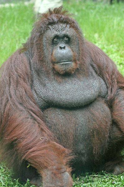 Old Orangutan Sitting