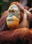 Close Up A Un Orangután