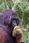 Orangután Comiendo Fruta