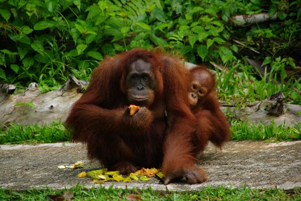 Orangutan Mother And Infant Eating