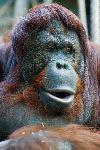 Orangután, Uno De Los Grandes Simios