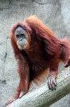 Orangután Posando