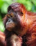 Orangutan With Reddish Brown Hair