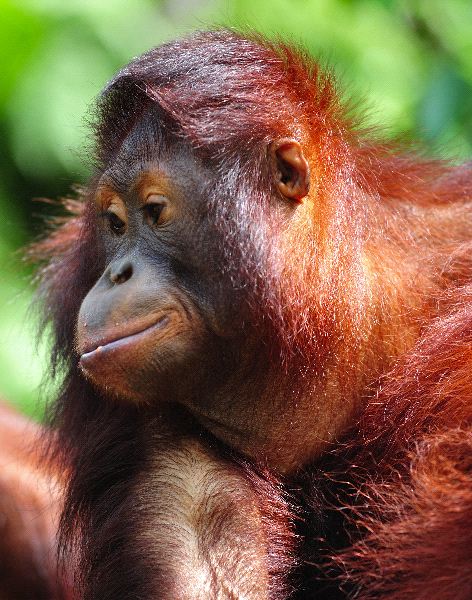 Orangutan_con_pelaje_marron_rojizo_600