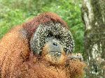 Wild Orangutan In Tropical Rainforest