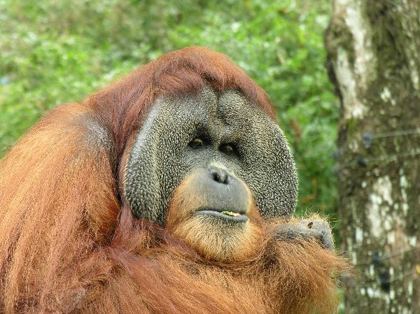 Orangutan_salvaje_en_selva_tropical_600
