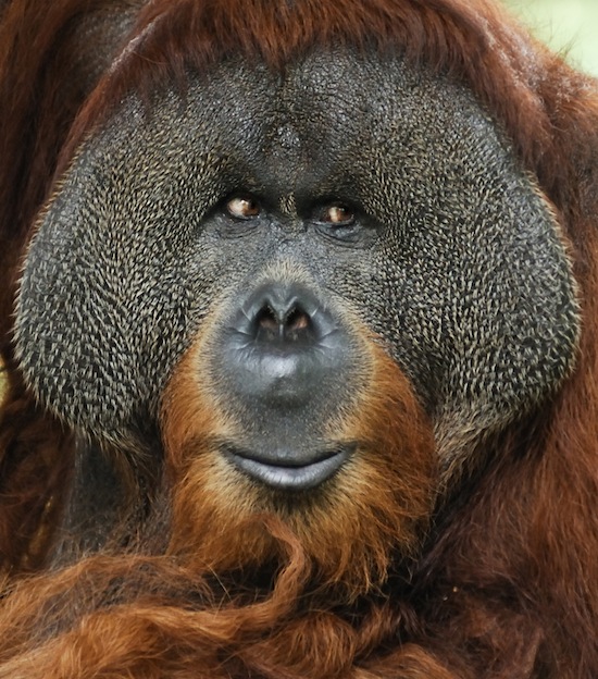 Información sobre el Orangután de Borneo.