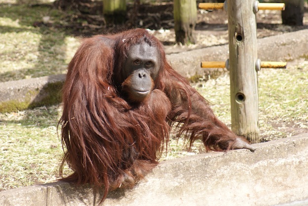 Orangutans in zoos