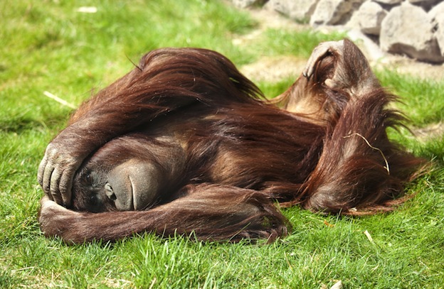 Vocalizaciones de los orangutanes.