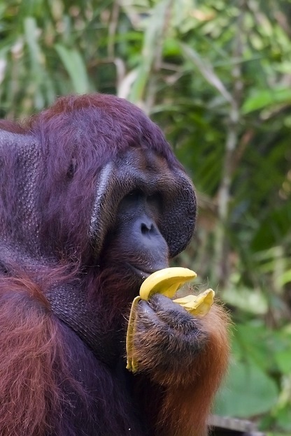 Hábitos alimenticios de los orangutanes.