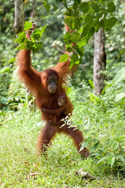 Hábitos reproductivos de los orangutanes.