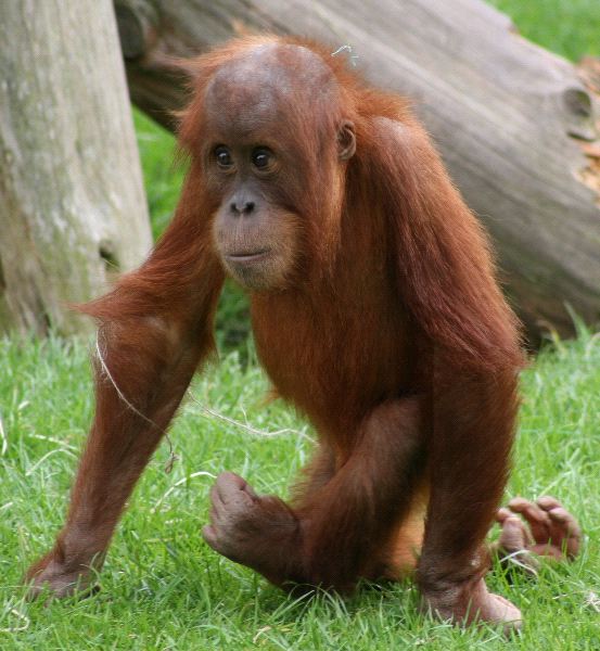 Baby Orangutan Walking
