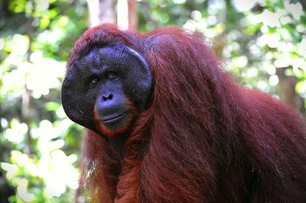 Ejemplar adulto de Orangután de Borneo (Pongo pygmaeus) en su hábitat natural. 
