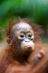 Infant Orangutan Close-Up
