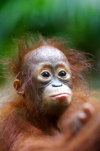 Infant Orangutan Close-Up