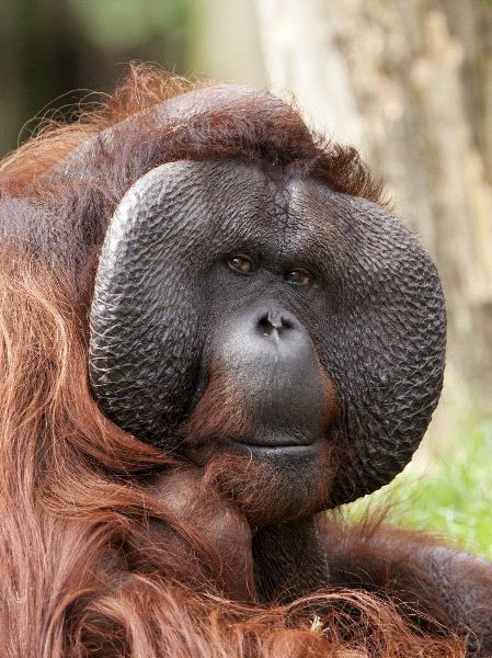 Macho_de_Orangutan_de_Borneo_600