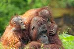 Madre Orangután Con Sus Crías