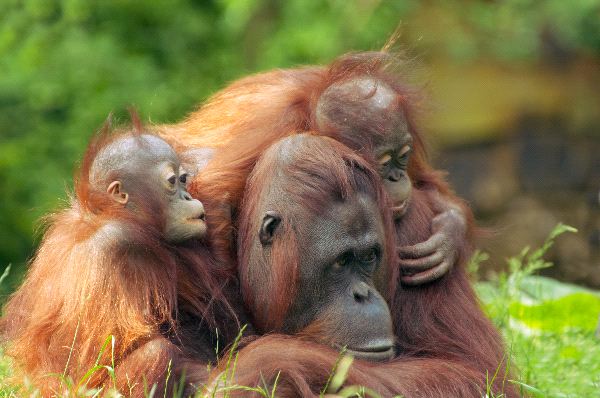 Mother Orangutan With Her Babies