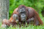 Madre Orangután Con Su Hermosa Cría