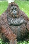 Old Orangutan Sitting