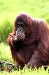 Orangutan Eating