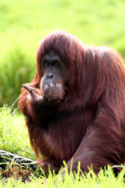 Orangutan_comiendo_600