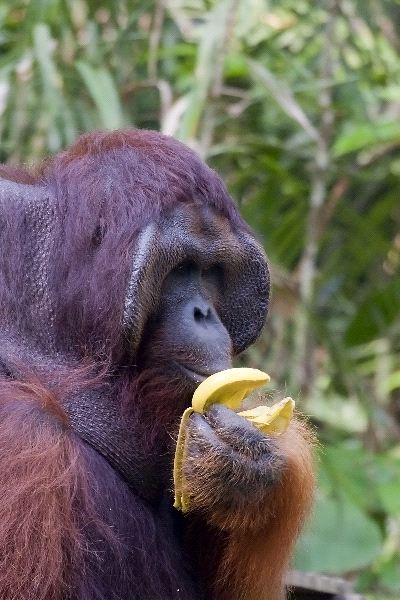 Orangutan_comiendo_fruta_600