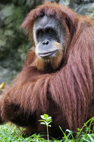 Orangutan In Borneo Indonesia