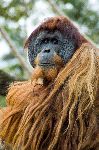 Orangután Mirando Hacia La Cámara