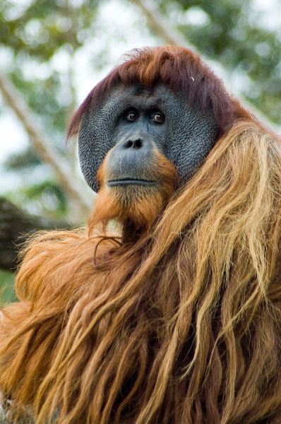 Orangutan_mirando_hacia_la_camara_600