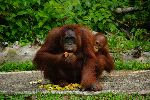 Cría y Madre Orangután Comiendo