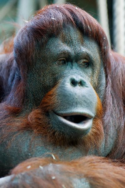 Orangutan_uno_de_los_grandes_simios_600