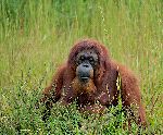 Orangutan Sitting In The Grass