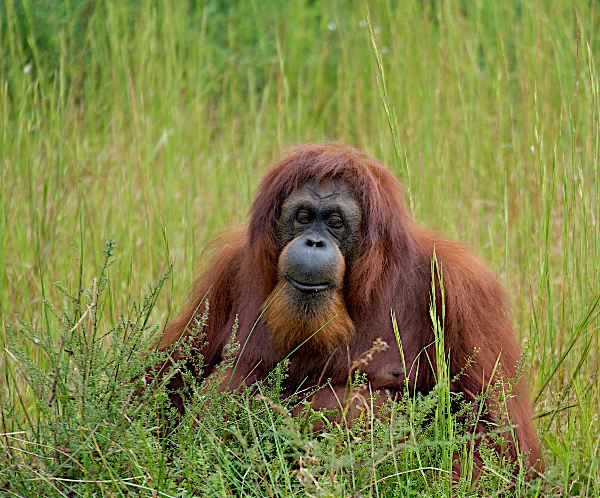 Orangutan_Sentado_entre_la_vegetacion_600