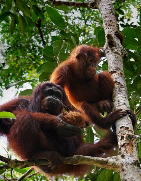Two Orangutans Climbing a Tree