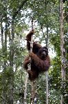 Orangután Salvaje En Borneo