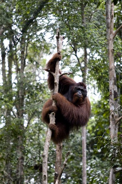 Wild Orangutan In Borneo