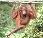 Young Orangutan Suspended From a Rope
