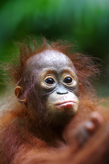 Orangutanes y cuidado de las crías.