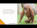 Orangutan Video