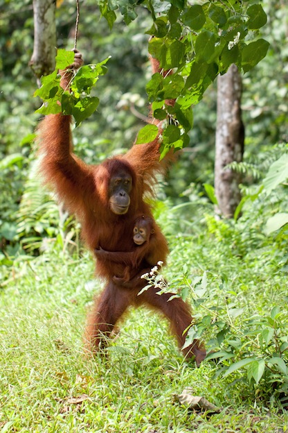  Orangutan Reproduction 