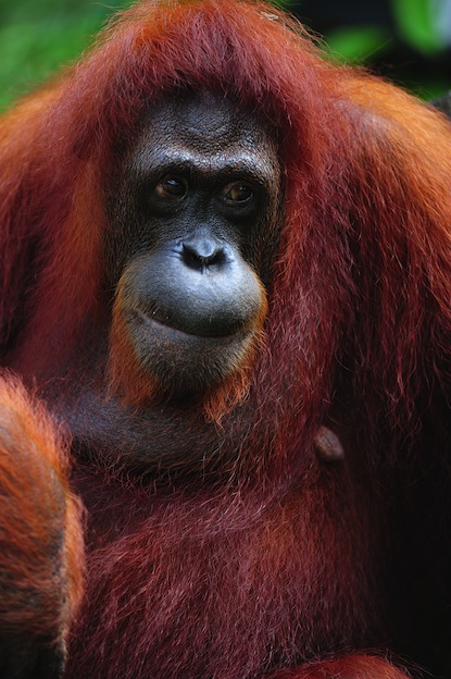 Sumatran Orangutan characteristics